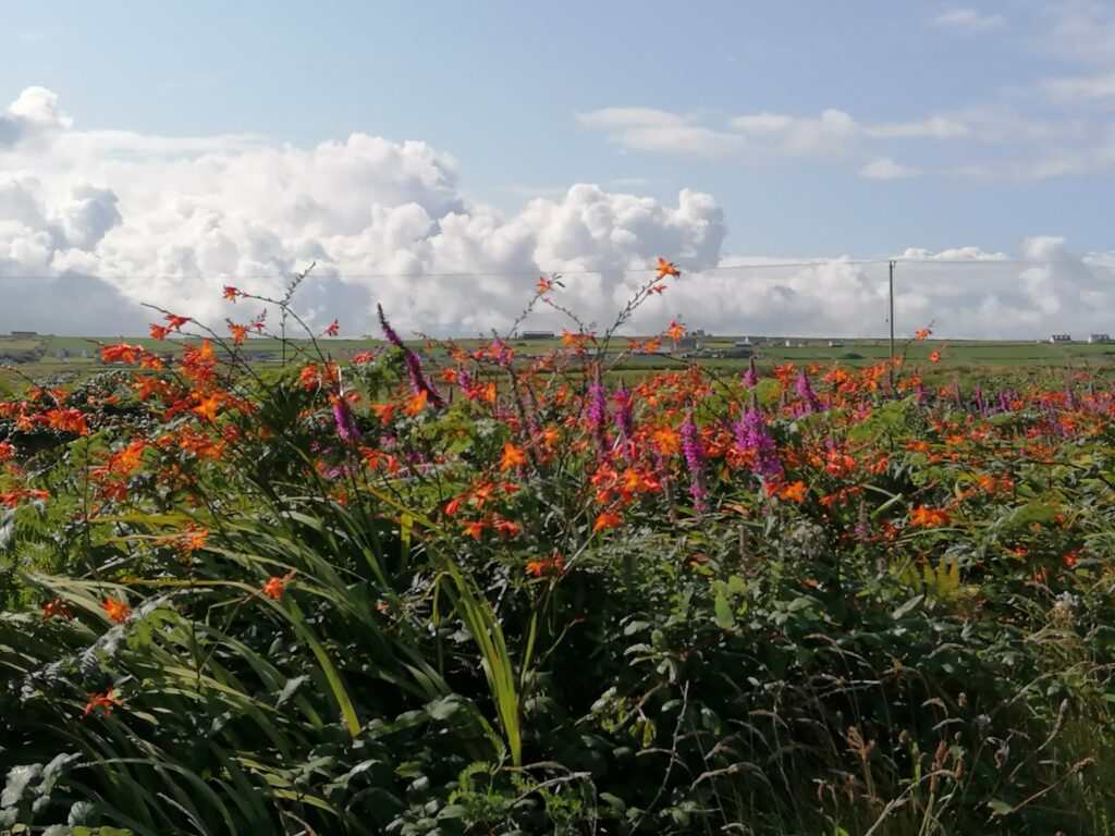 Monbretia and Purple Loosestrife in a Loop Head hedgerow